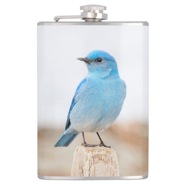 Beautiful Mountain Bluebird on Beach Stump Flachmann (Vorderseite)