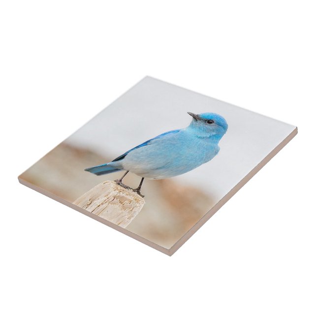 Beautiful Mountain Bluebird on Beach Stump Fliese (Seite)
