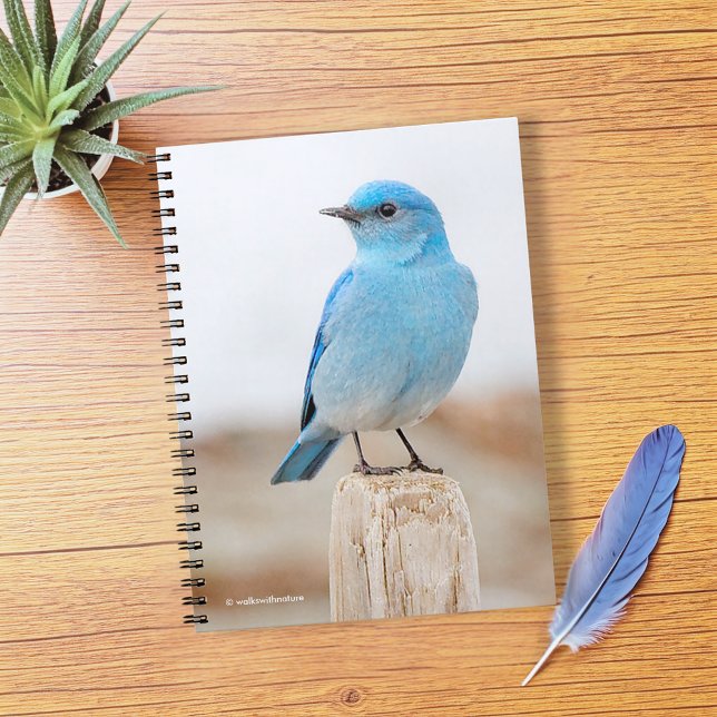 Beautiful Mountain Bluebird on Beach Stump Notizblock (Beautiful Mountain Bluebird on Beach Stump Journal Cover Photo)