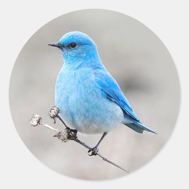 Beautiful Mountain Bluebird Runder Aufkleber (Vorderseite)
