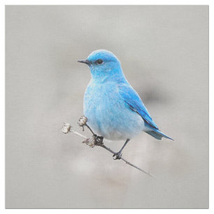 Beautiful Mountain Bluebird Stoff