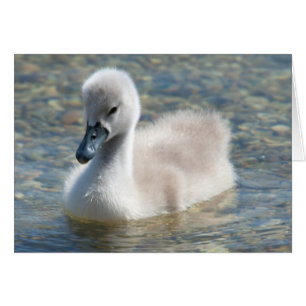 Beautiful Mute Swan Duckling