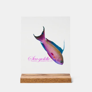 Beautiful nuptial coloring for the Sea goldy