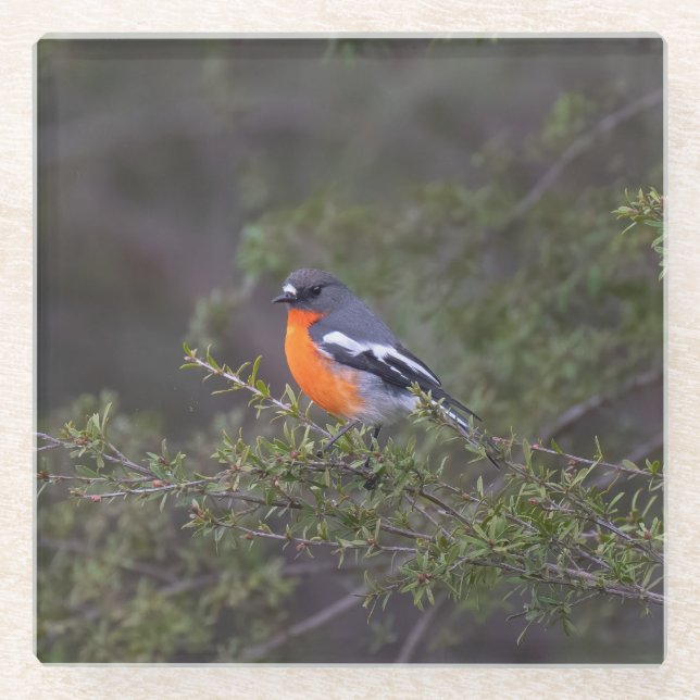 Beautiful Orange Brasted Flame Robin Glasuntersetzer (Vorderseite)