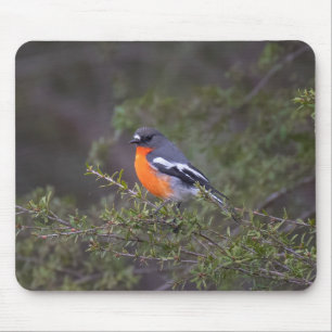 Beautiful Orange Brasted Flame Robin Mousepad
