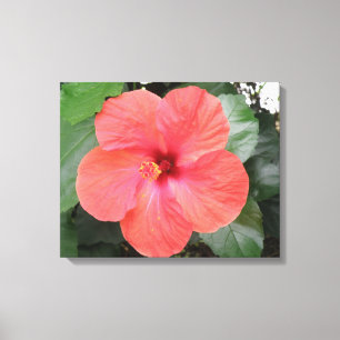 Beautiful Orange Hibiskus Blume Canvas Print Leinwanddruck