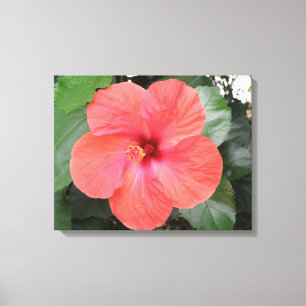 Beautiful Orange Hibiskus Blume Canvas Print Leinwanddruck
