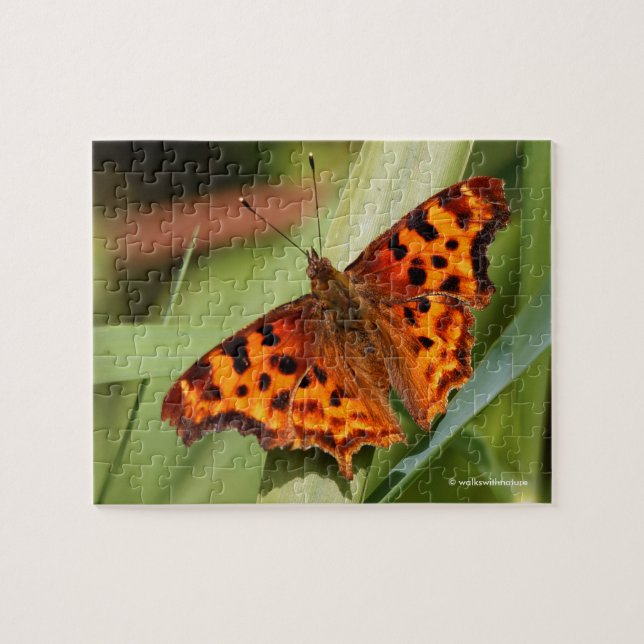 Beautiful Orange Satyr Comma Butterfly (Horizontal)