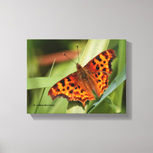 Beautiful Orange Satyr Comma Butterfly Leinwanddruck