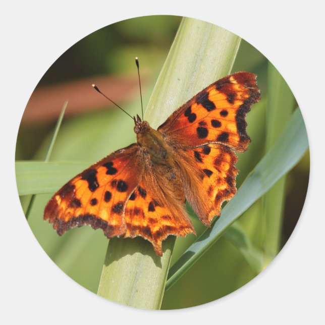 Beautiful Orange Satyr Comma Butterfly Runder Aufkleber (Vorderseite)