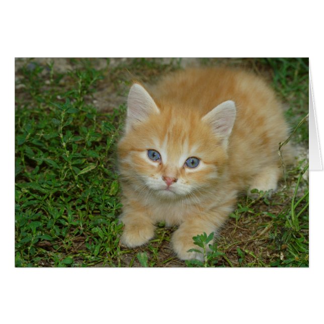 Beautiful Orange Tabby Kitten (Vorderseite (Horizontal))