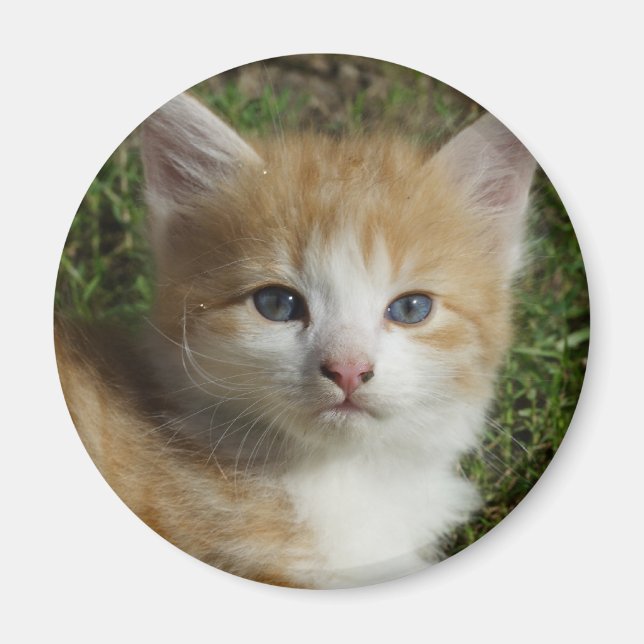 Beautiful Orange Tabby Kitten Magnet (Vorne)
