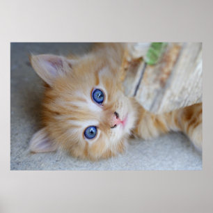 Beautiful Orange Tabby Kitten Poster