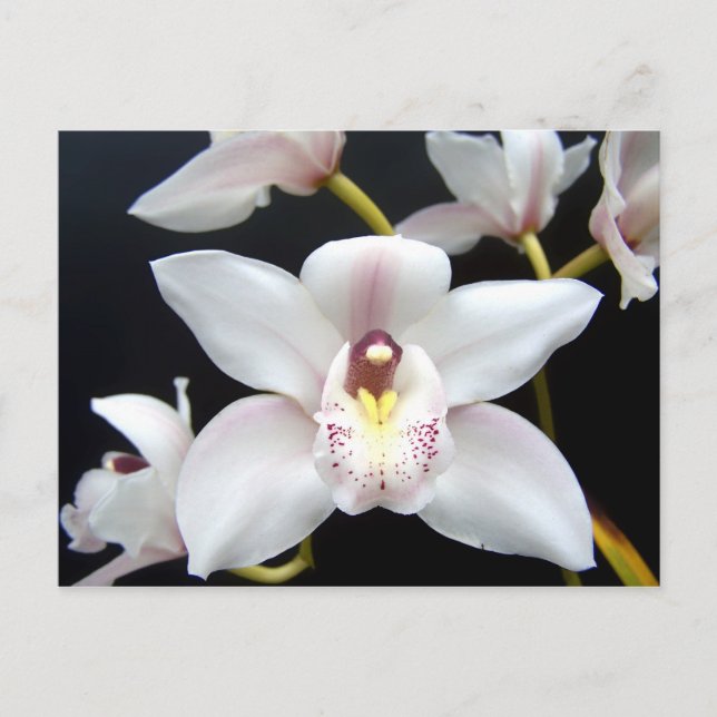 Beautiful Orchid Postkarte (Vorderseite)