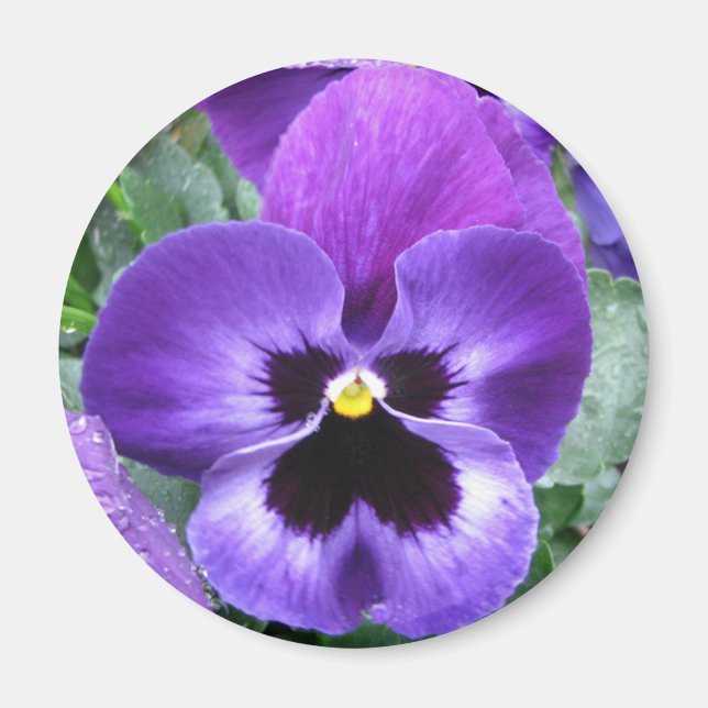 Beautiful Pansy Magnet (Vorne)