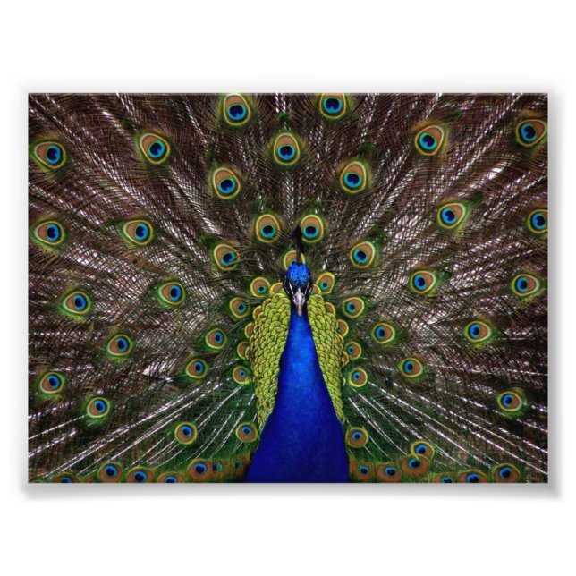 Beautiful Peacock Fotodruck (Vorne)
