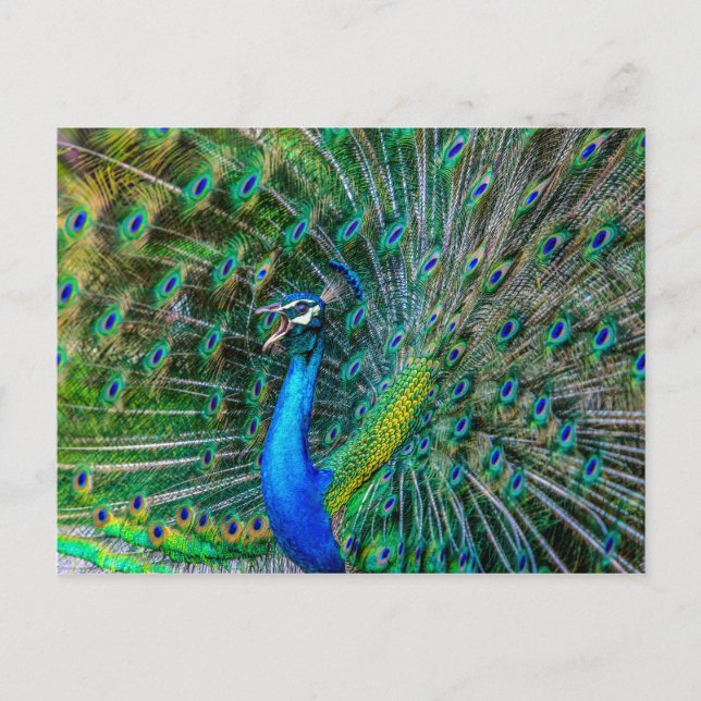 Beautiful Peacock mit seinem Schwanz Feathers Open Postkarte (Vorderseite)