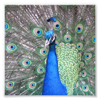 Beautiful Peacock Photo Fotodruck
