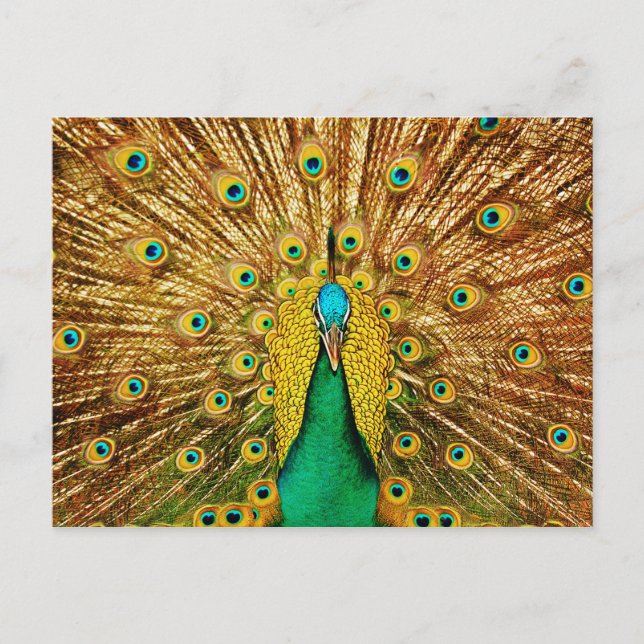 Beautiful Peacock Postkarte (Vorderseite)
