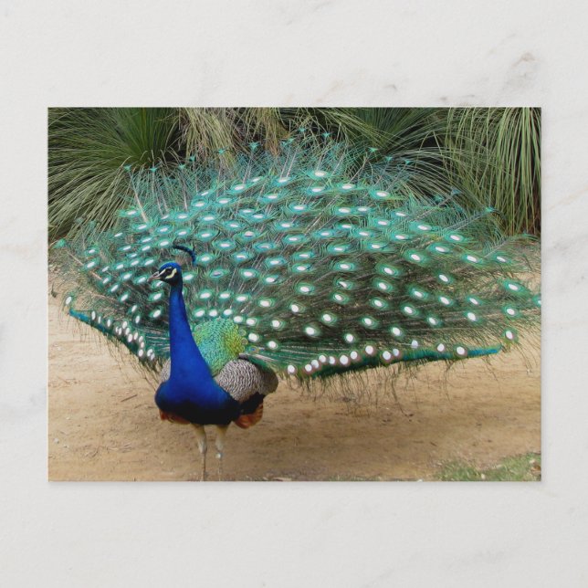 Beautiful Peacock Postkarte (Vorderseite)