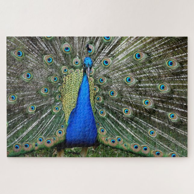 Beautiful Peacock Profile (Horizontal)