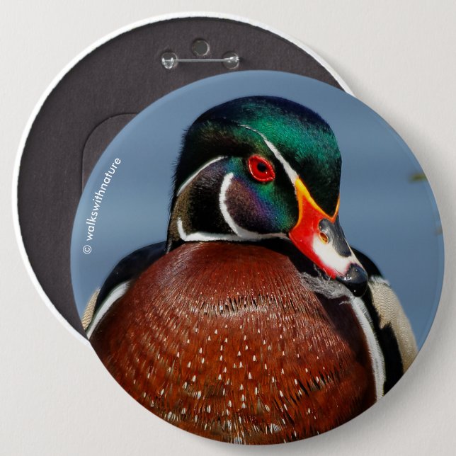 Beautiful Pensive Wood Duck in the Marsh Button (Vorne & Hinten)