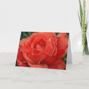 Beautiful Red Coral Rose Art Note Card Karte