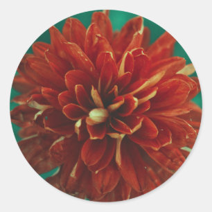 Beautiful Red Dahlia Blume Gastgeschenk Hochzeit S Runder Aufkleber