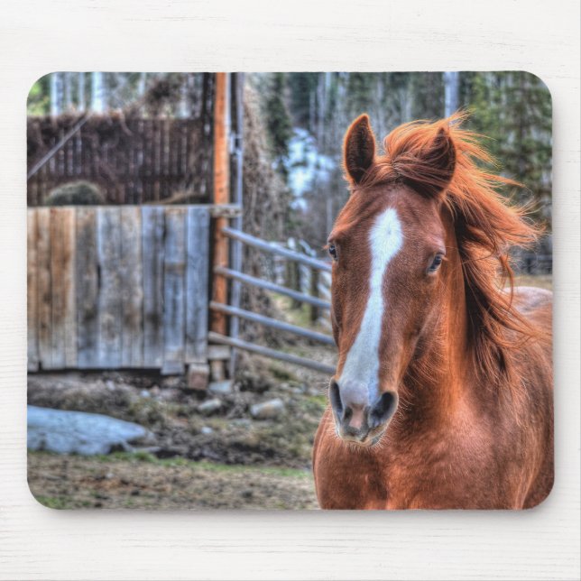 Beautiful Red Dun Ranch Horse Equine Foto Mousepad (Vorne)