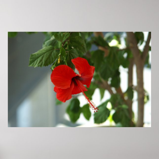 beautiful red flower  poster (Vorne)