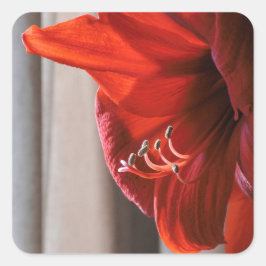 Beautiful Red Lion Amaryllis Blume Foto Quadratischer Aufkleber