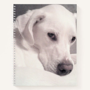 Beautiful Regal White Labrador Mix Dog Grey Notebo Notizbuch