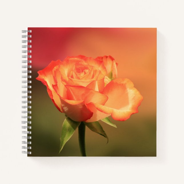 Beautiful Romantic Rose Fotograph Notizbuch (Vorderseite)