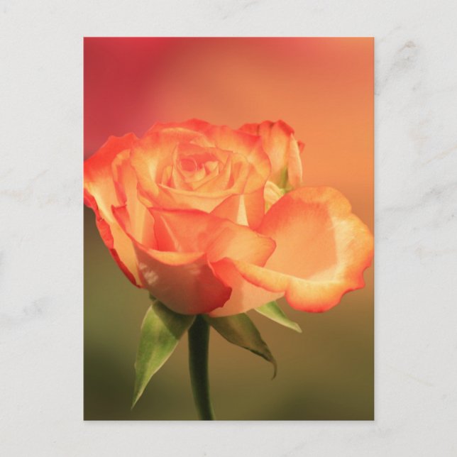 Beautiful Romantic Rose Fotograph Postkarte (Vorderseite)