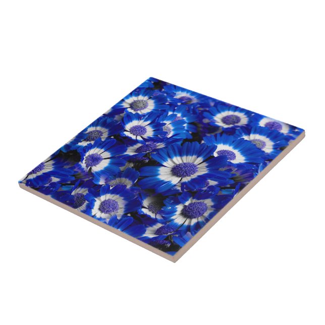 Beautiful Royal Blue Cineraria Blume Fliese (Seite)