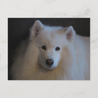 Beautiful Samoyed