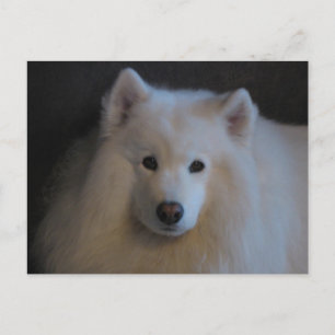 Beautiful Samoyed Postkarte