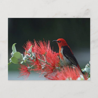Beautiful Scarlet Honeyeater Bird Postcard Postkarte
