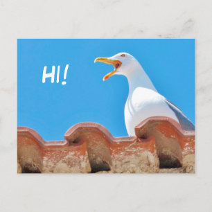 Beautiful Seagull - Bonjour carte postale
