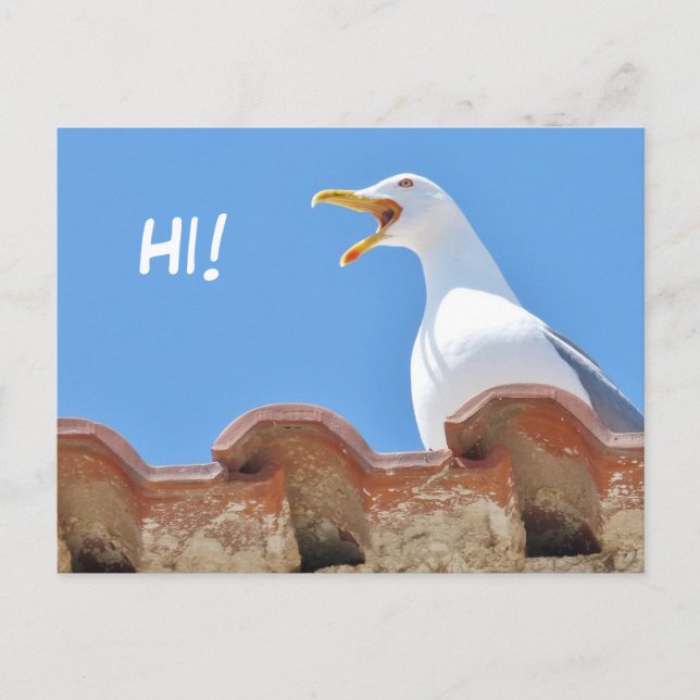 Beautiful Seagull - Bonjour carte postale (Devant)