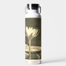 Beautiful sepia water lily