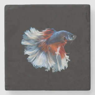Beautiful Siamese Betta Fish Steinuntersetzer