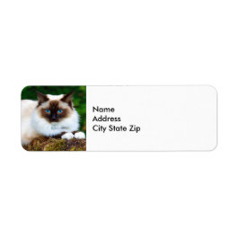 Beautiful Siamese Cat Foto Label