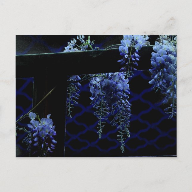 Beautiful Strange Blue Lavender Wisteria Postkarte (Vorderseite)