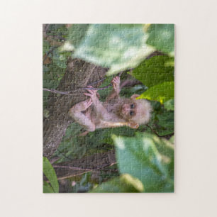 Beautiful Stump Tail Macaque