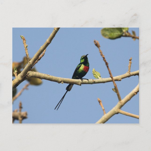 Beautiful Sunbird Postkarte (Vorderseite)