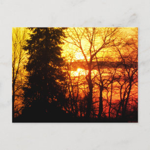 Beautiful Sunset Canada Trees Orange Gold Sky Post Postkarte