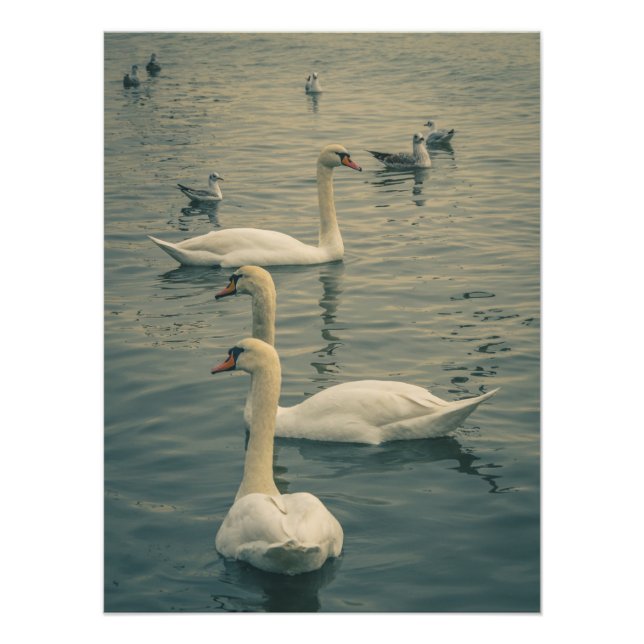 Beautiful Swans on the Sea Fotodruck (Vorne)