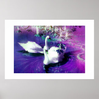 Beautiful swans poster
