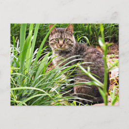 Beautiful Tabby Cat Foto Postcard Postkarte